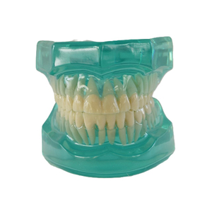 Modèle d'étude dentaire transparent en résine, modèle pédagogique de dents sans support, pour l'entraînement et la présentation orale - Product Image 1