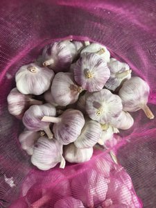 <span class=keywords><strong>Ail</strong></span> blanc frais de qualité G1 de haute qualité provenant de Chine Fournisseurs en gros vérifiés Excellents légumes" - Product Image 5