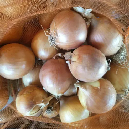 Yellow onion size 6-8cm new crop China fresh yellow onion export