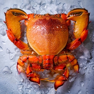 Cao cấp Hoang Dã đánh bắt Spanner cua toàn bộ nấu chín đông lạnh hải sản tươi sống động vật có vỏ lý tưởng cho khách sạn nhà hàng phục vụ và xuất khẩu - Product Image 2