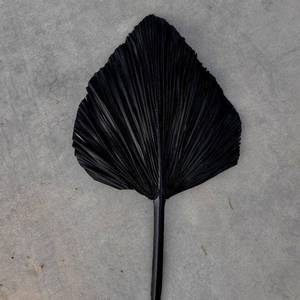 Fleurs et plantes stabilisées personnalisées à prix avantageux, très demandées, pour arrangements floraux : Pampas, Palmier <span class=keywords><strong>Soleil</strong></span>, Palmier <span class=keywords><strong>Noir</strong></span> - Product Image 5