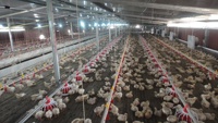 Nouvelle ligne d'alimentation automatique pour poulets de chair PUHUI PH-C01 de haute qualité, en matériau PP, garantie 1 an, pour l'élevage avicole, 10 kg