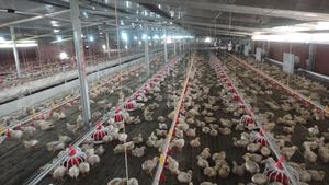 Línea de alimentación automática para pollos de engorde de alta calidad a buen precio para la cría de aves de corral - Product Image 5