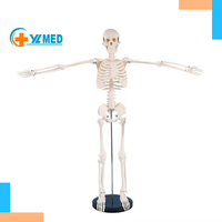 Modelo de Esqueleto Humano Blanco de 85 cm, Modelo de Anatomía Médica, Modelo de Enseñanza Médica Científica para Estudios Médicos