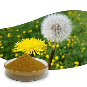 Extrait de pissenlit de haute qualité en poudre séchée par atomisation, matière première végétale pour la nutrition et la formulation de produits de bien-être à base de plantes - Product Image 3