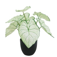 Plante artificielle mini Caladium Taro à 7 feuilles, 23 cm de haut, vente en gros, petit bonsaï