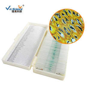 Sección de endósperma de caqui; plasmodesmátas visibles; portaobjetos de microscopio para observar muestras de células vegetales en biología de secundaria. - Product Image 3