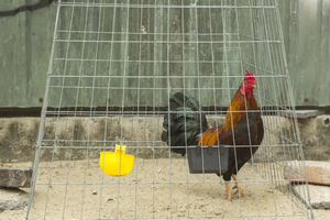 Oferta 2026: Jaula Económica para Gallos de Pelea de 1.5*1*1.5 m, Malla de Alambre de Hierro Galvanizado Soldado, Plegable y Cortable - Product Image 3