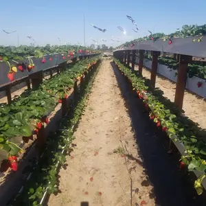 Agriculture en plastique de serre avec le système hydroponique de PVC de fraise