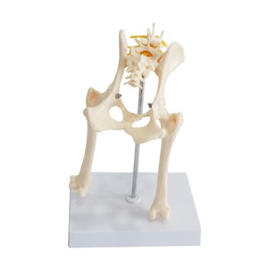 Modelo Anatómico de Articulación de Cadera de Perro Veterinario para la Enseñanza de la Anatomía del <span class=keywords><strong>Esqueleto</strong></span> Lumbar Animal - Product Image 1