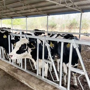Équipement de clôture pour l'élevage de bovins/vaches, pince de cou galvanisée à chaud de 80 µm d'épaisseur à vendre - Product Image 2