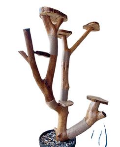 Vente en gros de chat mignon condo meubles en bois de pin Kratzbaum griffoir Cattree arbre tour maison cadre d'escalade - Product Image 1