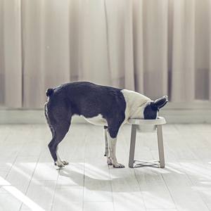 Adjustable XL Pottery Pet Feeder <b>Bowl</b> Eco-Friendly Durable Portable Accessory for Dog and <b>Cat</b> Food Supply Pecolo - Product Image 3