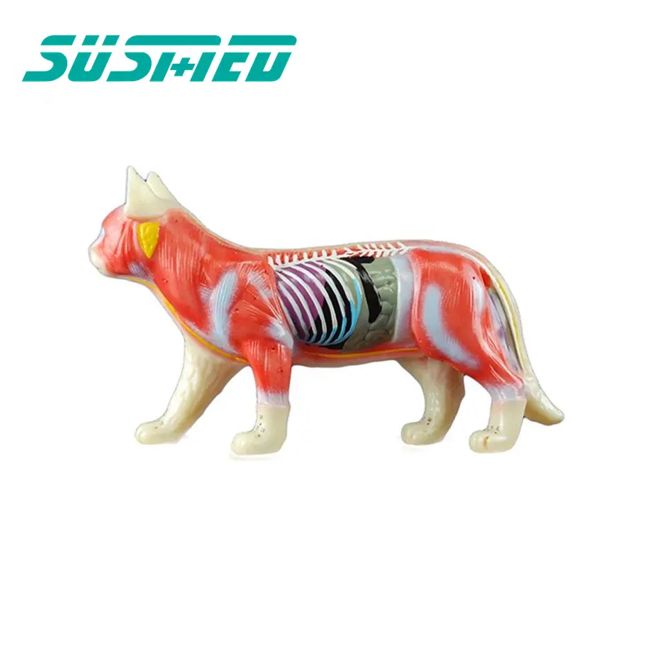 동물 해부학 침술 모델 의학 과학 고양이 해골 해부학 모델