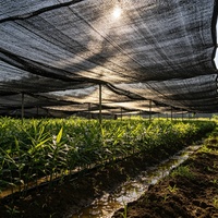 HDPE milieuvriendelijke winddichte UV-beschermende zware schaduwnetten voor landbouw en tuinbouw