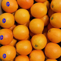 Grosir Buah Jeruk Peach Segar Jingga Pusar Oranye