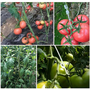 Clips de Plástico Blanco con Forma de J para Sujeción de Tomates y Uvas en Invernaderos - Product Image 5