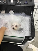 Toilettage de chien en plastique électrique SPA douche baignoire canine chat hydrothérapie lavage baignoire animalerie Salon ozone thérapie baignoires