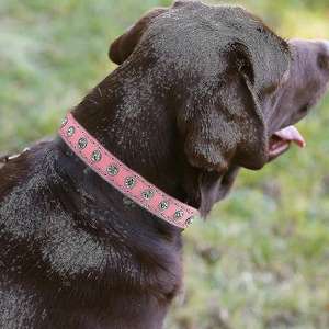 Collar de perro pequeño Bling cachorro diamante diamantes de imitación cristal lindo pequeño gatito <span class=keywords><strong>collares</strong></span> <span class=keywords><strong>para</strong></span> niña ajustable niños mujer - Product Image 4