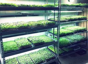 ชั้นวางปลูกไมโครกรีนในร่มที่ได้รับการรับรองจาก NSF - Product Image 1