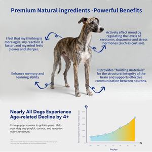 Suplemento de cognición avanzada Soft Chews para perros que apoya la salud cerebral y el sistema nervioso de los perros mayores con suplementos de DHA - Product Image 5