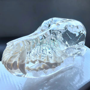 Şeffaf köpek diş hayvanlar Oral diş çene modeli reçine kafatası diş anatomik veteriner eğitim anatomi mankeni - Product Image 6