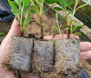 Petits sacs <span class=keywords><strong>de</strong></span> culture pour plantes, pots <span class=keywords><strong>de</strong></span> semis non tissés, sacs <span class=keywords><strong>de</strong></span> semis respirants pour le jardinage - Product Image 5