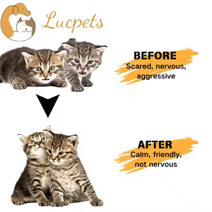 Les phéromones peuvent aider les chats à identifier rapidement les «zones sûres» et à réduire leur peur des espaces inconnus - Product Image 6