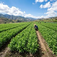 Feuillage de Lepidium vert fraîchement coupé de qualité supérieure pour la décoration de bouquets de mariage, vente en gros depuis Kunming