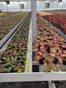 De Goedkoopste En Top-Sale Rollende Bank Met Eb En Flow Tafel Beweegbare Dubbellaagse Getijdenbed Hydrocultuur - Product Image 5