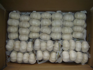 Suministro de ajo de China al mercado mexicano 5,5 cm Ajo blanco orgánico Ajo fresco al por mayor Proveedor de China para exportación - Product Image 5