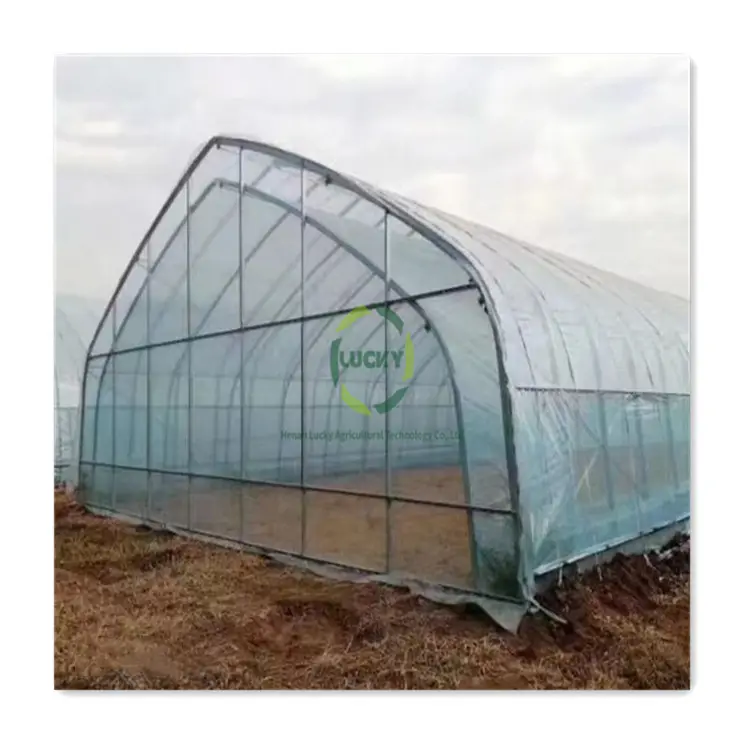 Nuovi stili di pomodoro vegetale pellicola di plastica a campata singola agricoltura cornice commerciale serra