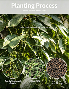 <span class=keywords><strong>Pimienta</strong></span> <span class=keywords><strong>Negra</strong></span> |   Té Herbal Digestivo y Calentador |   Sin cafeína |   <span class=keywords><strong>Pimienta</strong></span> <span class=keywords><strong>Negra</strong></span> Seca a Granel |   OEM Personalizado - Product Image 5