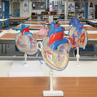 Modèles anatomiques de cœur en PVC pour l'éducation scolaire en sciences médicales