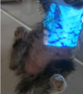 Iluminador de venas médicas ajustable reutilizable, detección infrarroja de 10mm, respetuoso con el medio ambiente <span class=keywords><strong>para</strong></span> uso veterinario de perros y Mascotas - Product Image 2