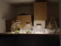 Mini terrarium en verre avec bouchon en bois et lumière LED pour la décoration de la maison, mini vase sphérique en mousse naturelle pour table