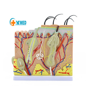 Nuovi modelli di insegnamento della <span class=keywords><strong>pelle</strong></span> <span class=keywords><strong>umana</strong></span> in plastica di arrivo per materiale scolastico in vendita modello anatomico della <span class=keywords><strong>pelle</strong></span> 70X - Product Image 1