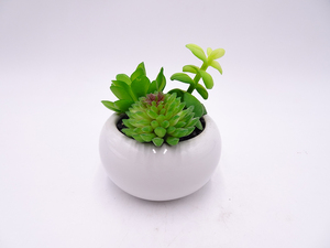 <span class=keywords><strong>Giardino</strong></span> di casa desktop decor mini <span class=keywords><strong>piante</strong></span> <span class=keywords><strong>grasse</strong></span> succulente <span class=keywords><strong>in</strong></span> <span class=keywords><strong>vaso</strong></span> artificiale con la Simulazione di carne bacino di ceramica - Product Image 2