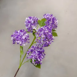 Viola