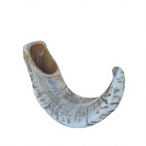 Shofar en corne de bélier naturelle non finie, fait main, de haute qualité, personnalisé, AZ ENTERPRISES AZE-RH02, traditionnel de l'Uttar Pradesh - Product Image 5