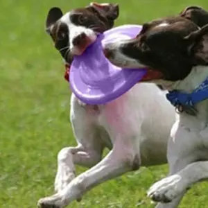 Piring terbang anjing Logo kustom Golf hewan peliharaan plastik kosong Ultimate melingkar Frisbeed