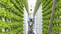 Tour de culture verticale intérieure automatique pour tomates et ananas, système aéroponique Zip Grow Tower avec pompe et éclairage de culture