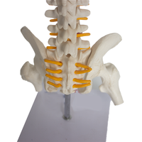 Science médicale squelette humain modèle anatomie colonne vertébrale bassin PET matériel SMD01625