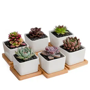 Mini Pots de jardinière en porcelaine blanche, petits Pots de plantes succulentes carrés avec trou de Drainage et plateau en bambou