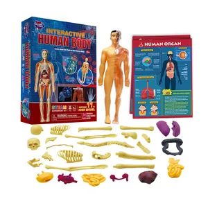 Human Anatomy with physical health teaching Removable Skeleton kids Learning Resources Body