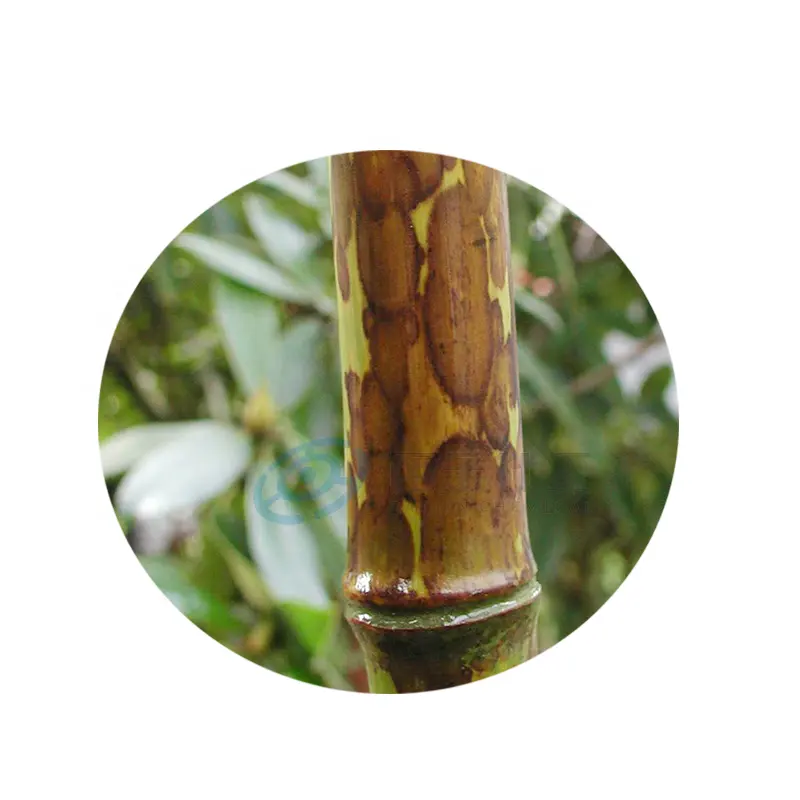Необработанная бамбуковая масса baijin стоит меньше, чем древесная масса