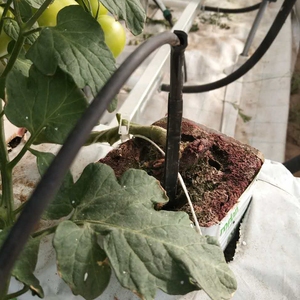 Hoja de plástico para PC Invernadero Marco de tubo galvanizado Casa verde con red de sombra - Product Image 2