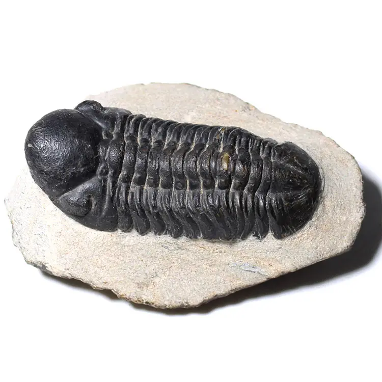 Natürlicher schwarzer Stein Trilobite Fossil