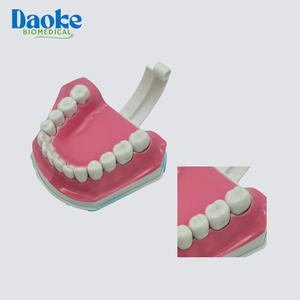 Modello Anatomico Professionale di Denti per Formazione Ortodontica, Typodont per Scienze Mediche CN GUA - Product Image 2