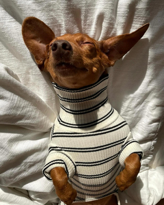 2026 İlkbahar Yeni <span class=keywords><strong>Dachshund</strong></span> Kıyafetleri Toptan Özel Tasarım Pamuklu Kazak Küçük Orta Büyük Köpekler İçin Lüks Moda Evcil Hayvan Giysisi - Product Image 6